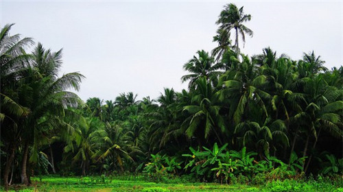 铜仁市天花板加盟和直营的区别有哪些